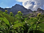 35 Trollius europaeus (Botton d'oro) con Corna Piana 